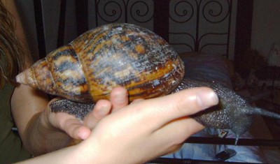 554476_achatina-achatina-slimak-zviera.jpg