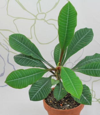 Euphorbia-leuconeura.jpg