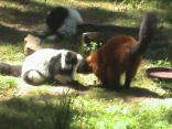 ZOO Lešna