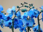 Krásna orchidea