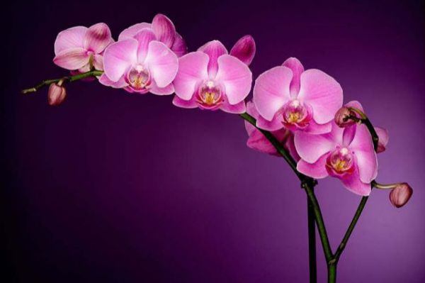 Krásna orchidea