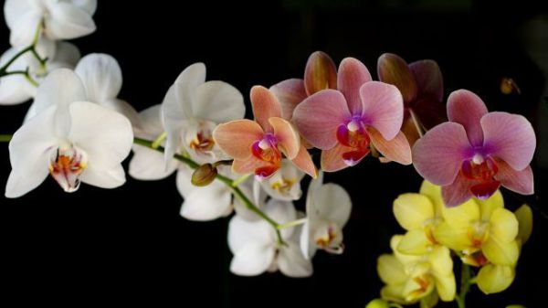 Krásna orchidea