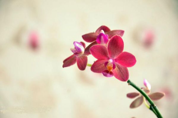 Krásna orchidea