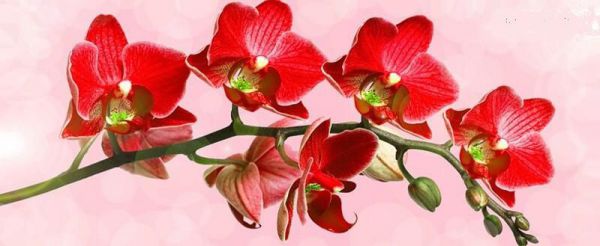 Krásna orchidea