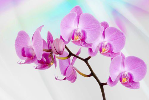 Krásna orchidea
