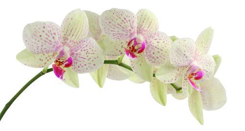 Krásna orchidea