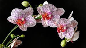 Krásna orchidea