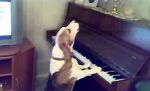 Pes si sám zahrá na piáne aj si zaspieva