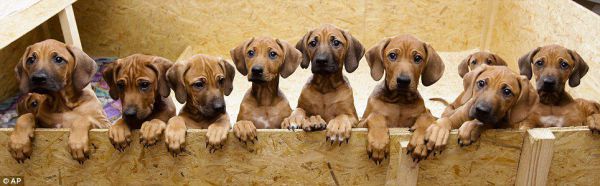 Šteniatka Rhodeskeho Ridgebacka.