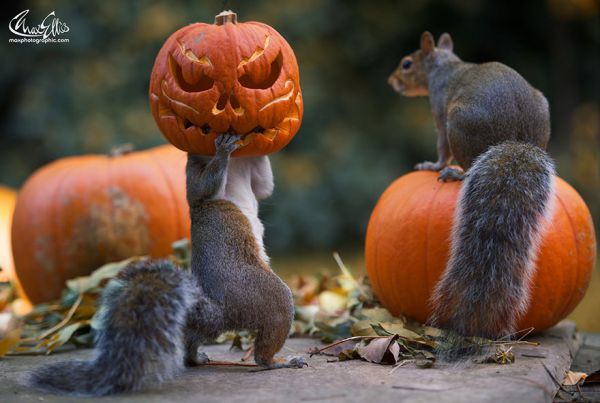 Veverička a Helloweenske tekvice.