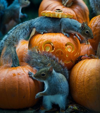 Veverička a Helloweenske tekvice.