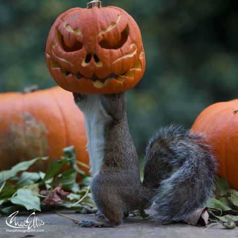 Veverička a Helloweenske tekvice.