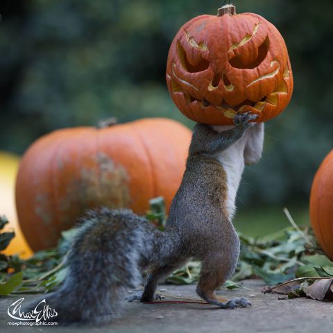 Veverička a Helloweenske tekvice.