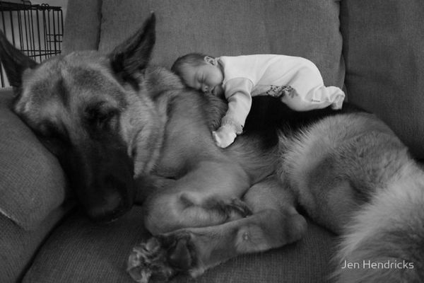 Ako veľlé psy strážia malé deti.
