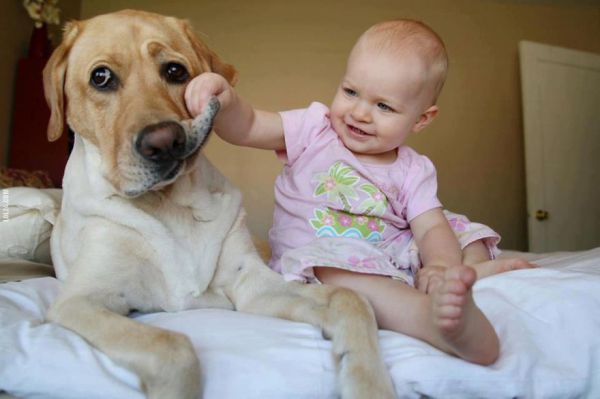 Ako veľlé psy strážia malé deti.