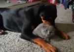 Keď Rottweiler miluje mačku.