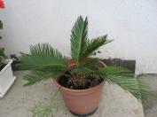 Cykas revoluta