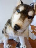 Pliš pes husky