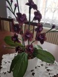 Orchidea v črepníku