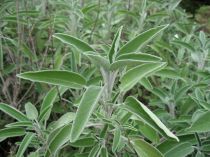 Sušená salvia lekárska