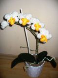 Hačkovaná orchidea
