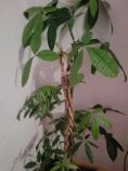 Pachira aquatica- feng-šu