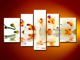 311 orchidea 170x100 (1/2)