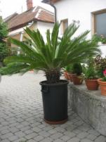Cykas revoluta (3/3)