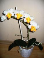 Hačkovaná orchidea (1/2)