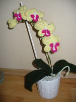 Hačkovaná orchidea (2/2)