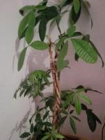 Pachira aquatica- feng-šu (1/2)