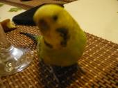 PEMITT