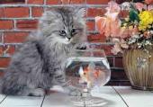kamelia